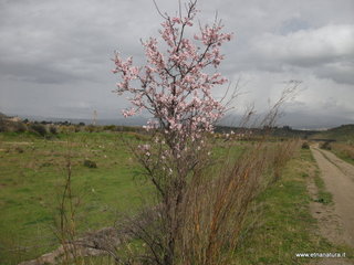lle del Simeto-24-02-2013 12-06-17